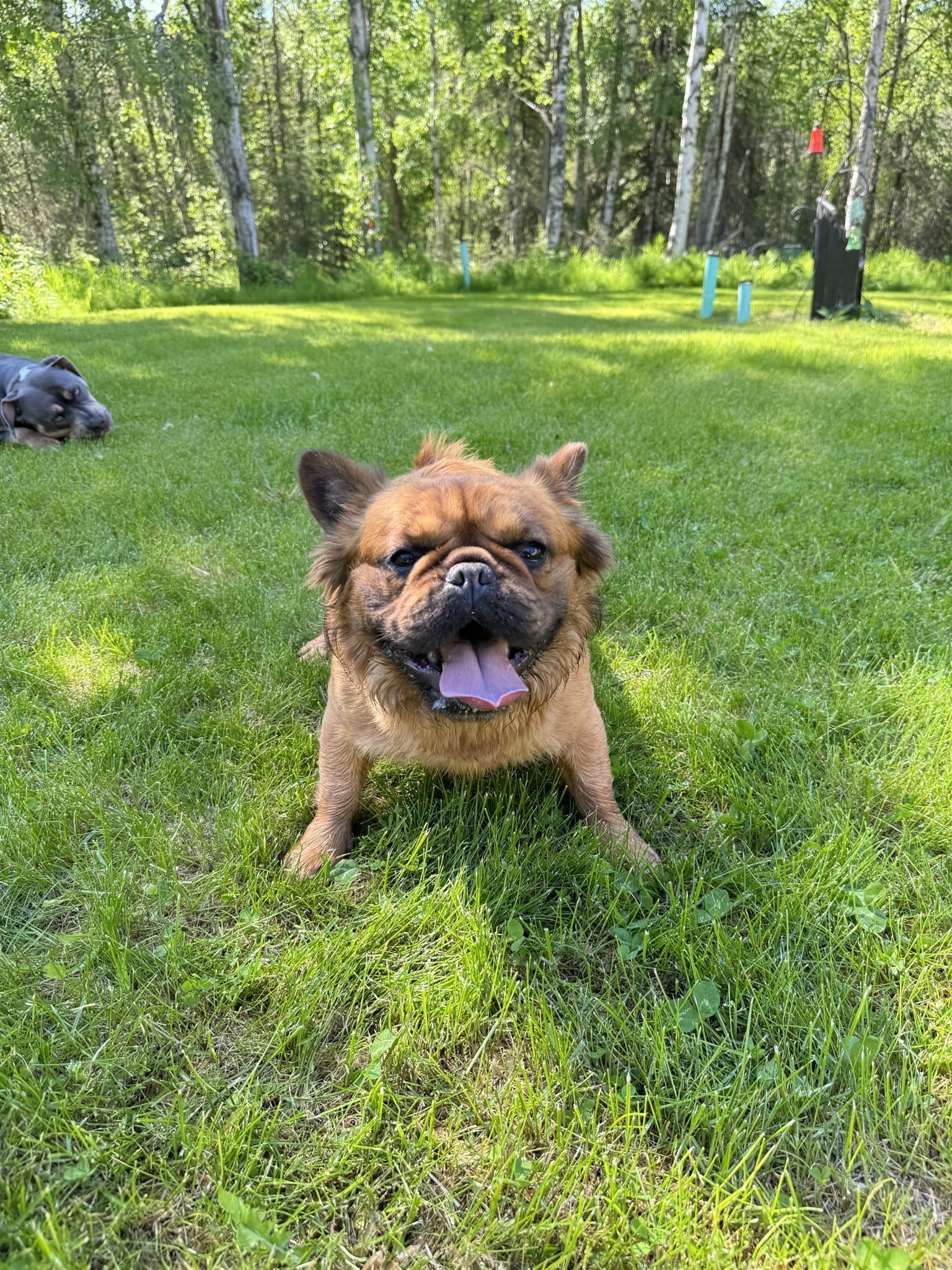 Grizzly the Fluffy, one of our adult French Bulldogs