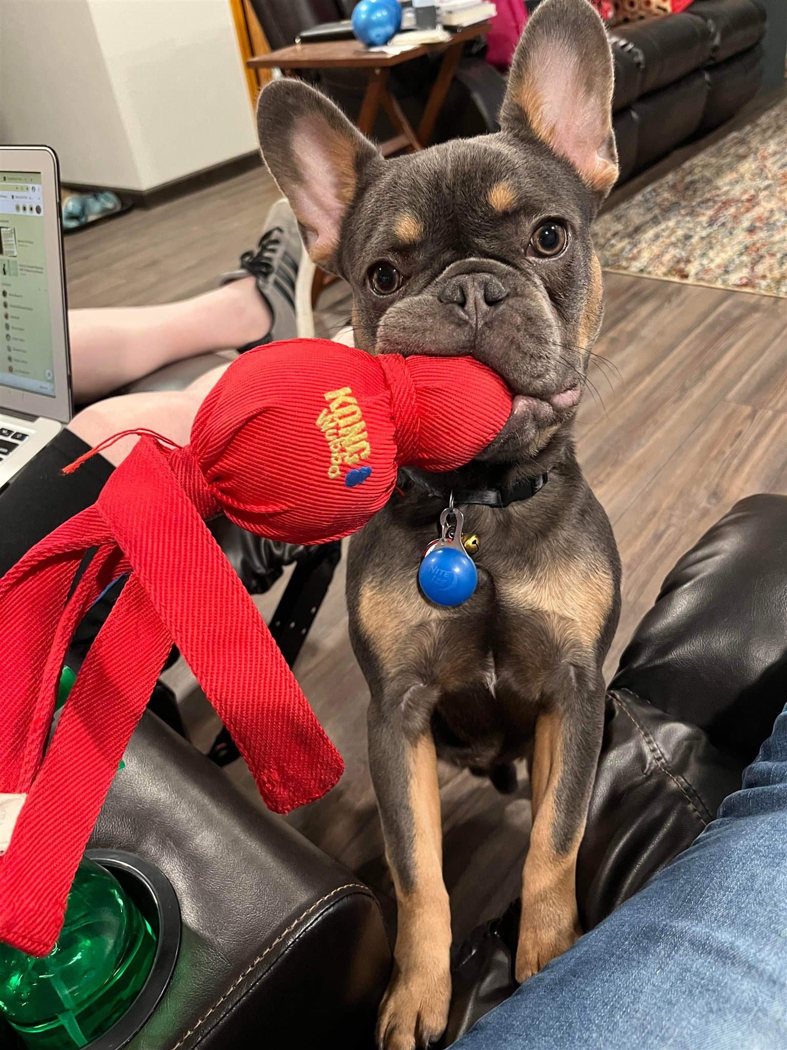 A French Bulldog puppy from a previous Blue Ivy litter