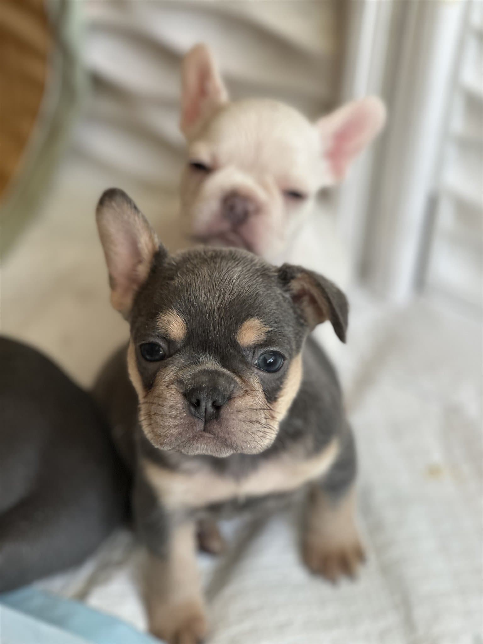 A French Bulldog puppy from a previous Blue Ivy litter