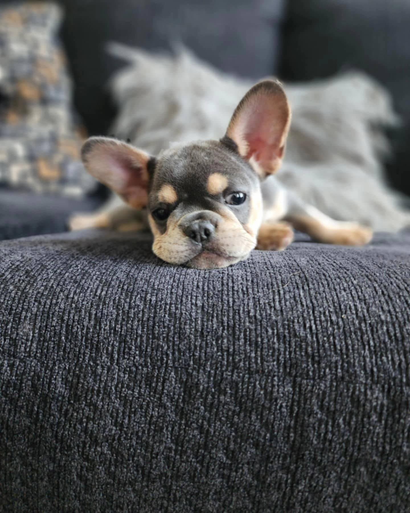 A French Bulldog puppy from a previous Blue Ivy litter