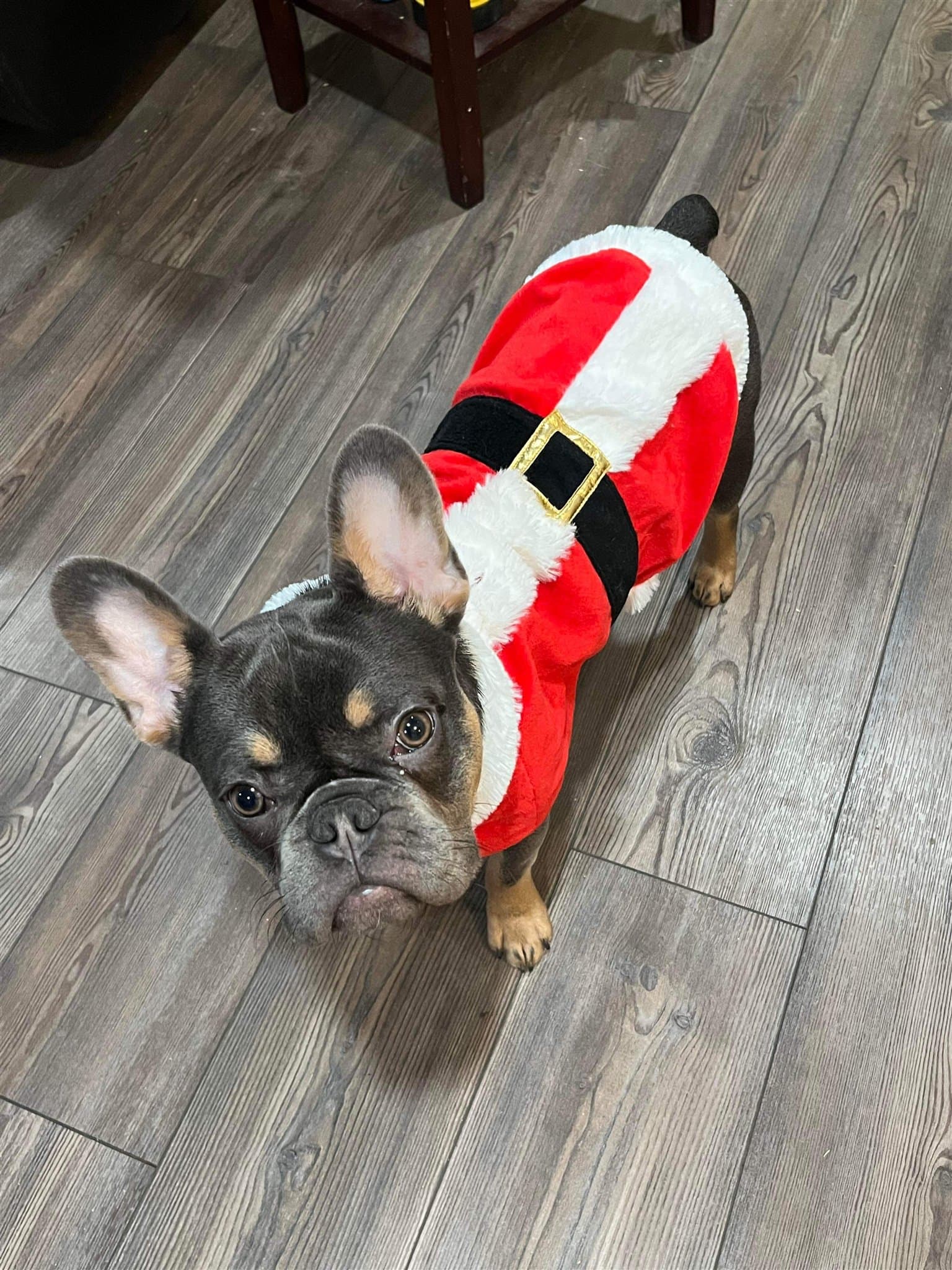 A French Bulldog puppy from a previous Blue Ivy litter