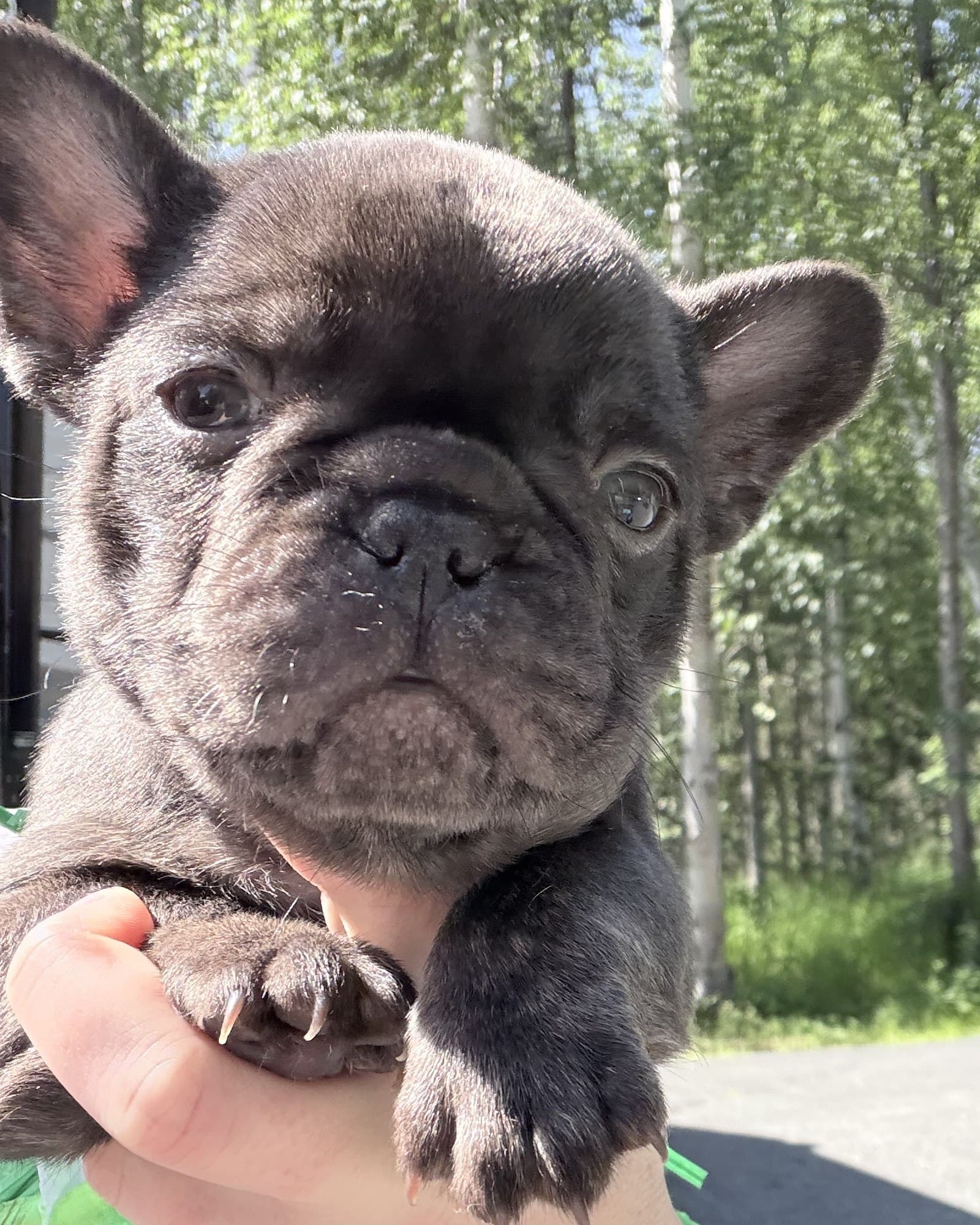 A Blue Ivy French Bulldog puppy
