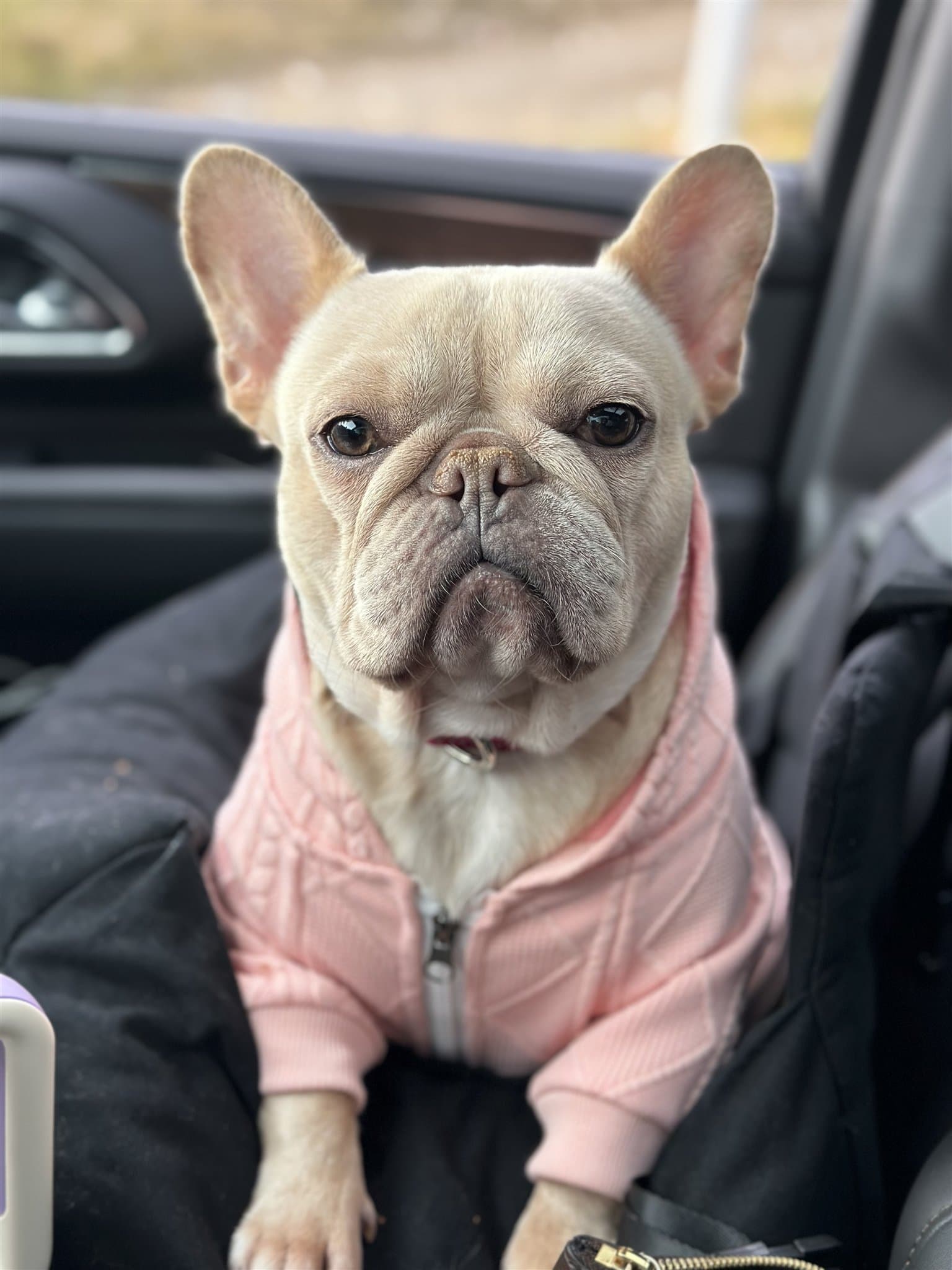 Dolly Parton, one of our adult French Bulldogs