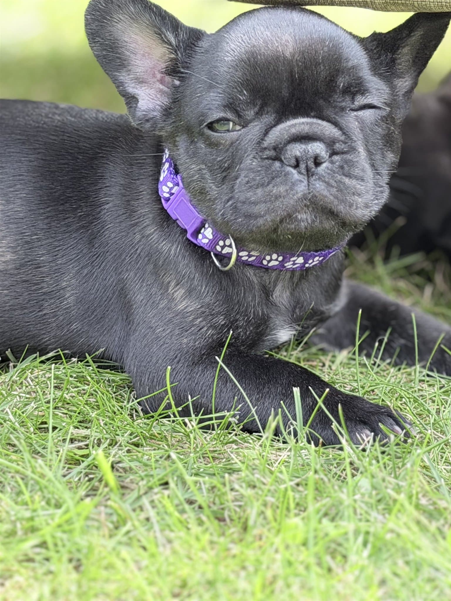 Lahaina, a blue brindle French Bulldog puppy