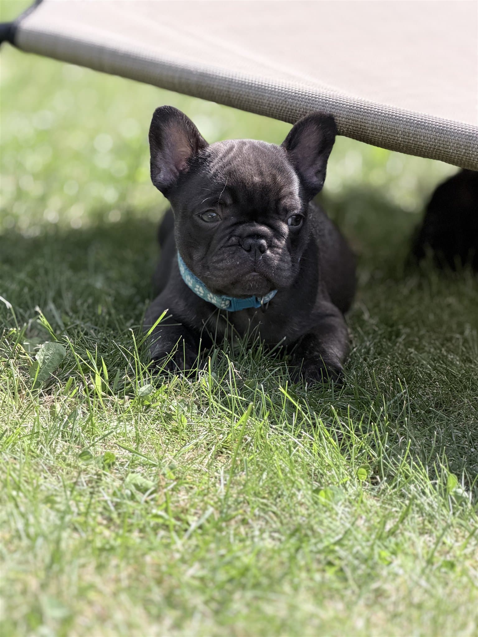 Oahu, a black brindle French Bulldog puppy