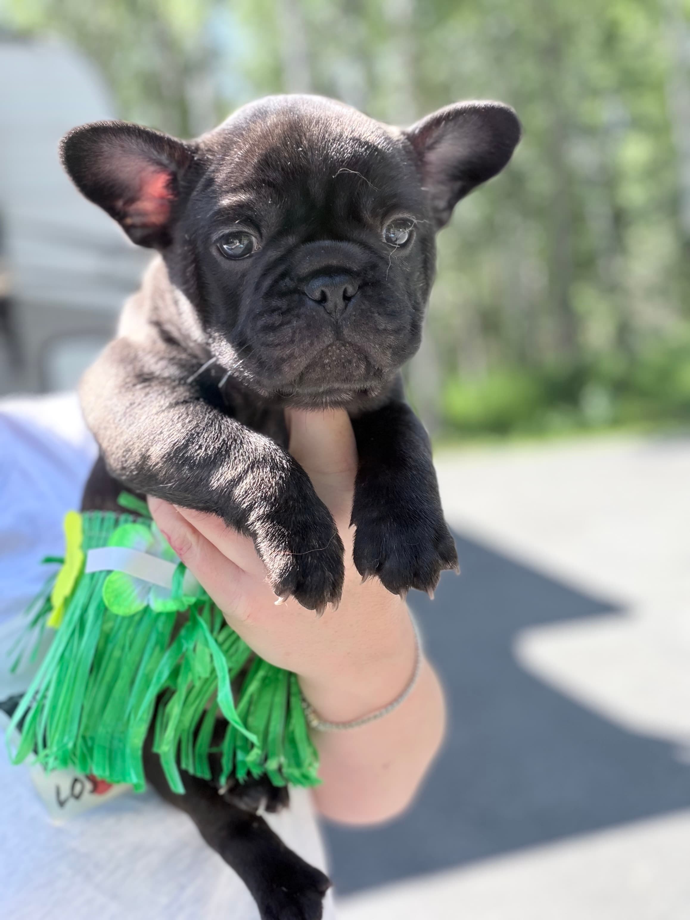 Moana, a black brindle French Bulldog puppy