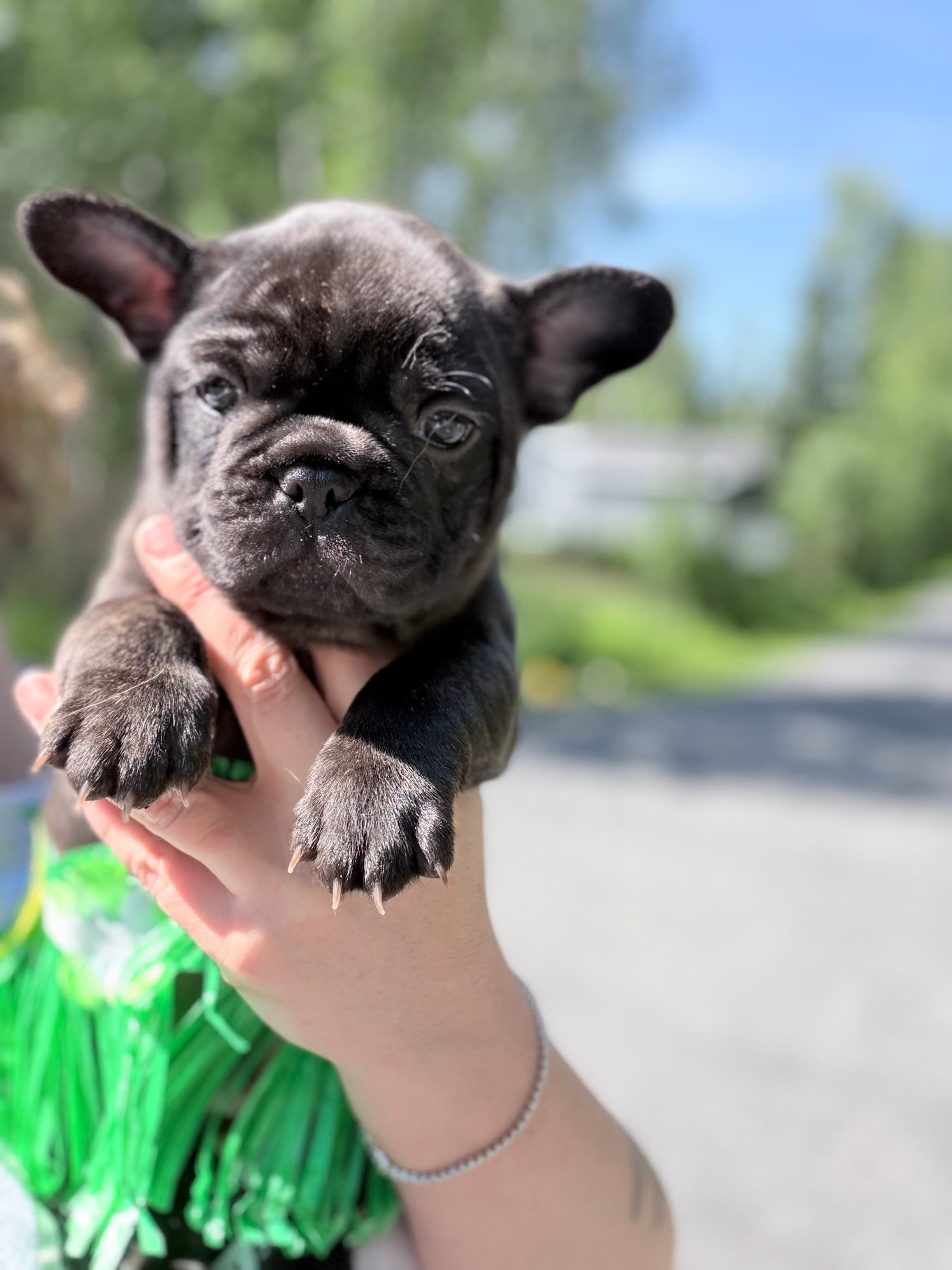 Maui, a blue brindle French Bulldog puppy
