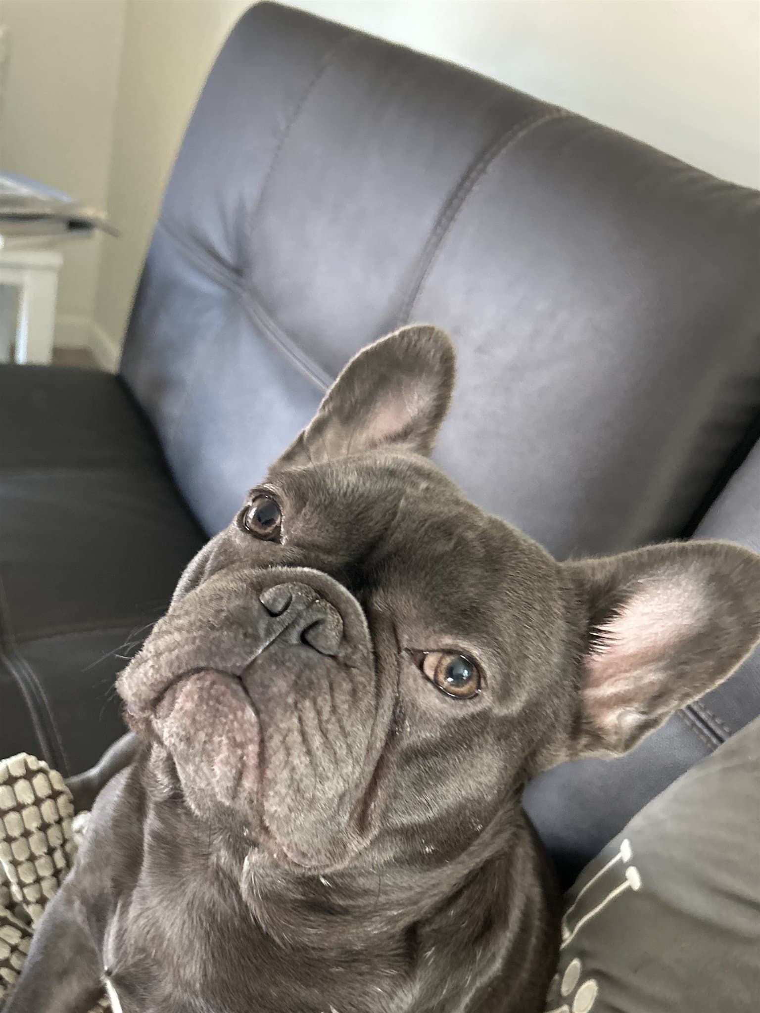 Blue, one of our French Bulldog studs